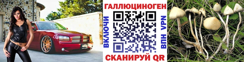 кракен вход Валдай Псилоцибиновые грибы Cubensis